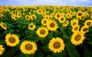 sunflowers field